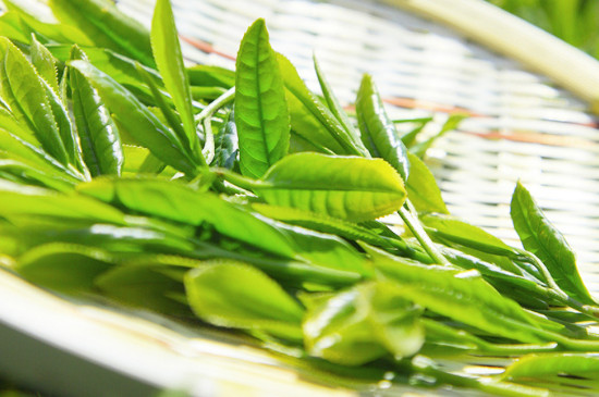 南京雨花茶屬於什麼茶