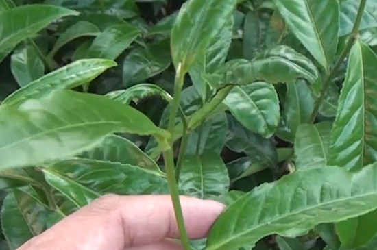 武夷肉桂属于什么茶