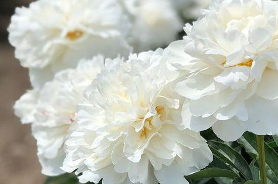 玫瑰花茶和什麼搭配祛斑美白，洋甘菊/梅花等