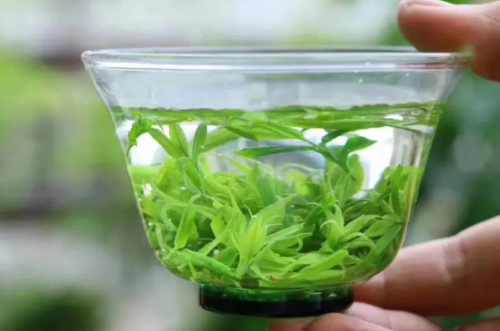 餘慶小葉苦丁茶傷腎,苦丁茶對腎有害嗎