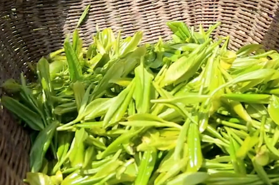 茶叶第一泡要倒掉吗
