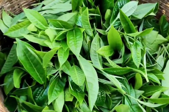 普洱茶的详细介绍