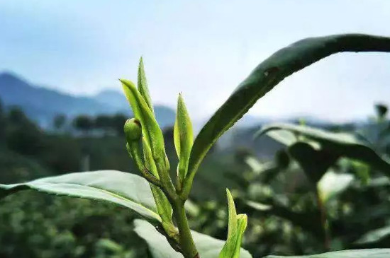 安吉白茶是属于什么茶