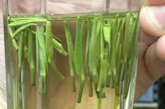 毛尖茶一天喝多少適合