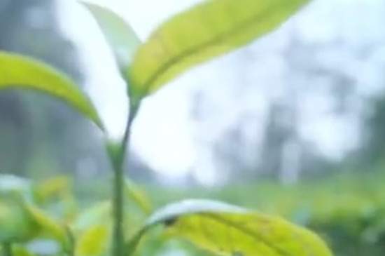 武夷水仙是什么茶