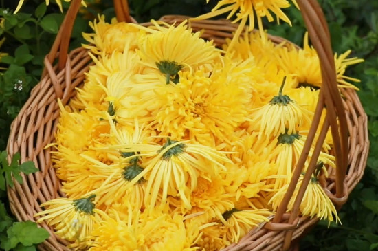 菊花茶的好处