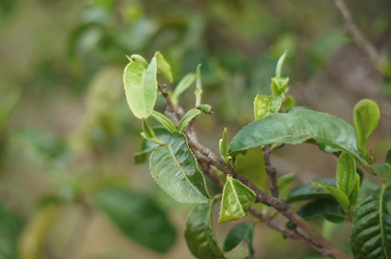 大雪山古树茶属于什么茶