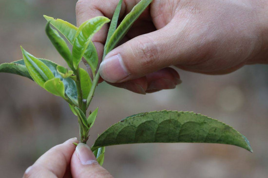 薄荷塘古树茶的特点 薄荷塘普洱茶特点简介