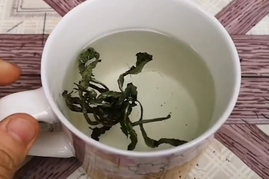 蒲公英泡水喝的禁忌