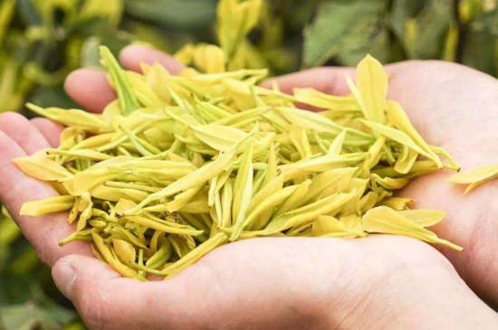黄金芽在茶叶中什么档次