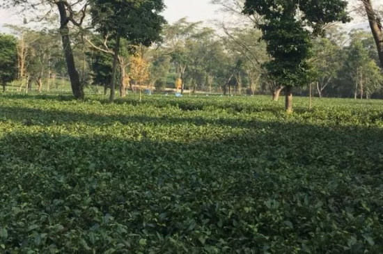 通天巖茶是什麼茶