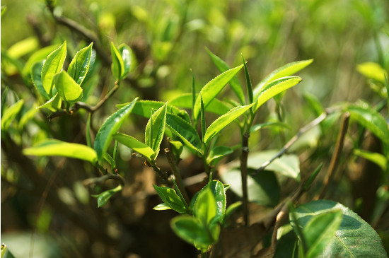 大树茶和古树茶的区别