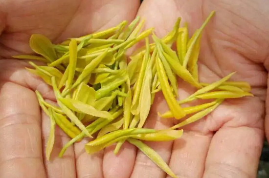 黄金芽属于什么茶价格