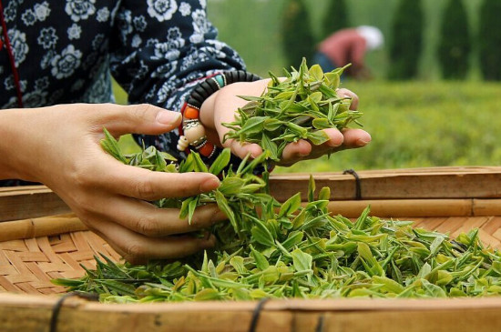 武夷巖茶春茶和秋茶區別