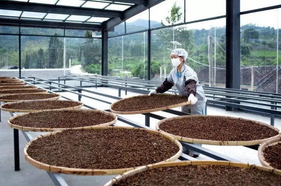 10亩茶叶利润有多少