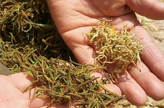 喝金银花茶有什么好处和坏处