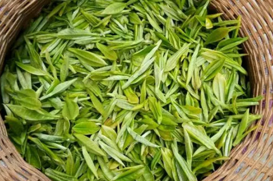 黃山毛峰屬於什麼茶