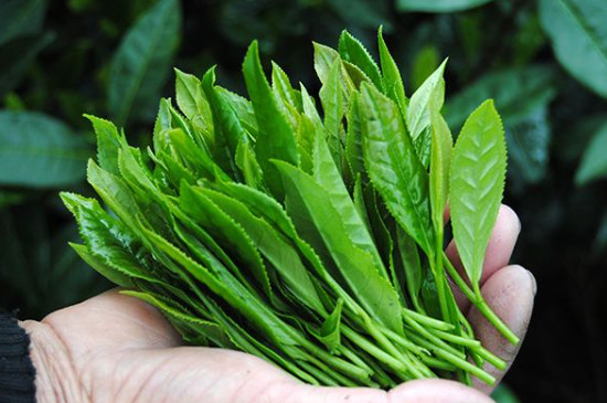最好喝的茶叶排行榜，最受欢迎的茶叶排行