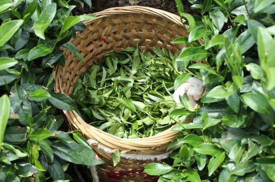 送领导茶叶送一盒还是两盒，送领导茶叶送几盒合适