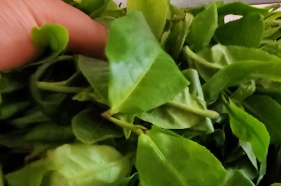 普洱茶有保质期吗
