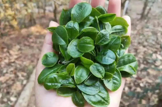 猫耳朵古树茶价格