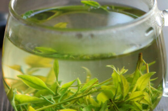 苦丁茶大葉好還是小葉好