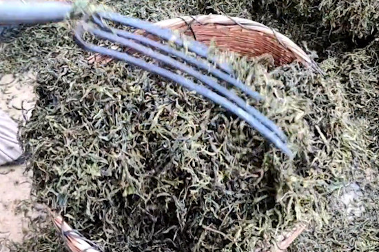 普洱碎银子是什么茶