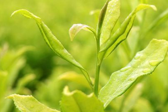 黃金芽屬於什麼茶