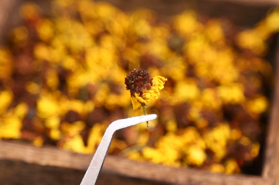 雪菊花茶喝了對身體有什麼好