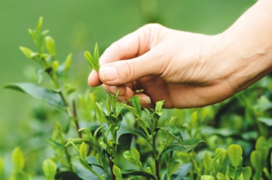 摘茶葉有什麼技巧