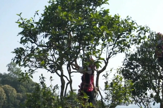 大树茶是属于什么茶