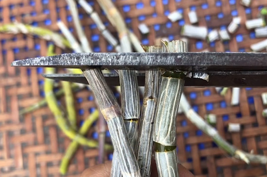 铁皮石斛怎么喝