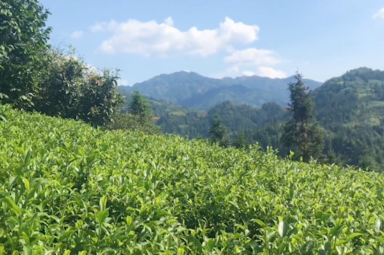 雲霧綠茶產地是哪裡