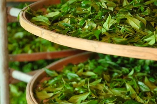 鳳凰單叢是什麼茶