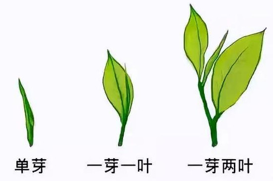 茶叶等级划分标准哪个