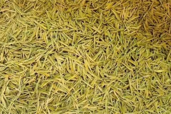 安吉黃金芽屬於什麼茶