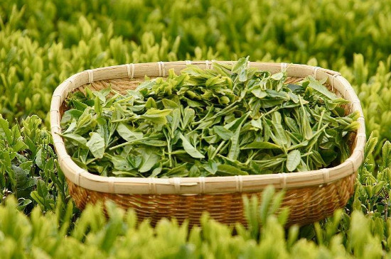 100畝茶園利潤多少，100畝茶園一年多少收入