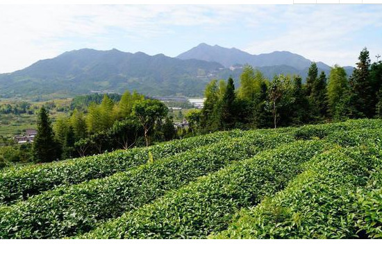 200畝茶園年收入多少，收入300000～7000000元左右