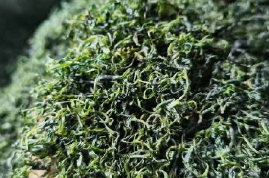 小叶苦丁茶是什么茶