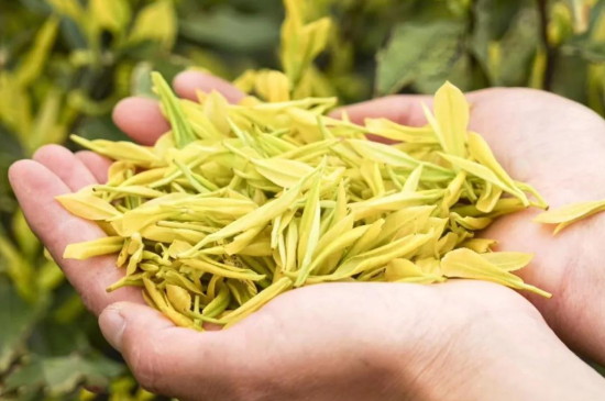 黄金芽是什么茶