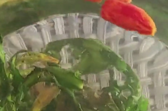 蒲公英茶治什麼