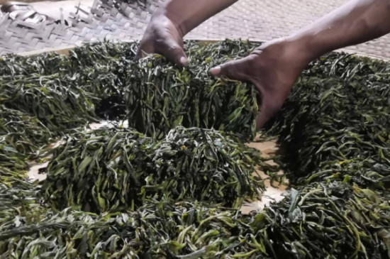 滑竹樑子古樹茶特點