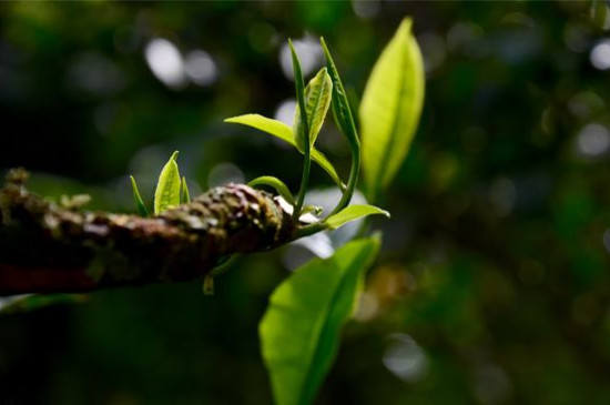 喬木茶屬於什麼茶