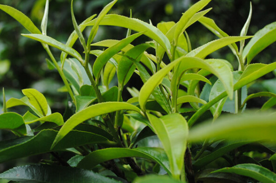 喝普洱茶喝出癌症实例，储存不当容易引发癌症