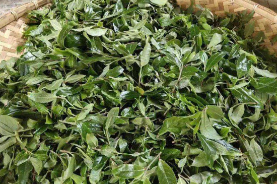 春茶和秋茶怎麼鑑別
