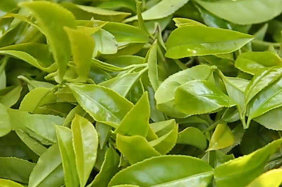 鸭屎香单枞茶属于什么茶
