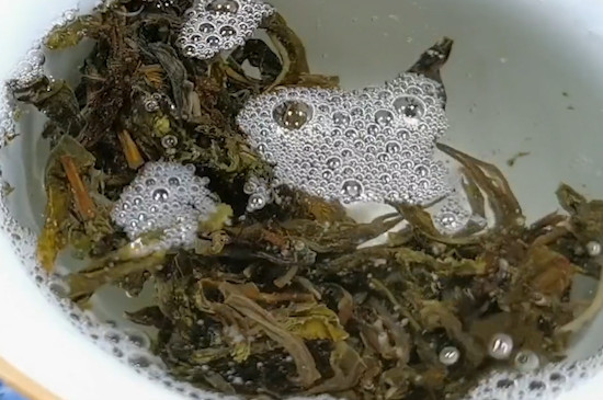 冰岛属于哪个茶区