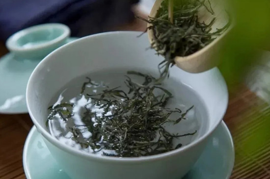 毛尖的泡法
