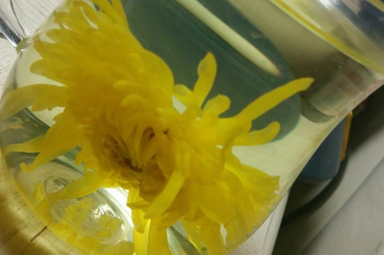 金絲皇菊的沖泡禁忌