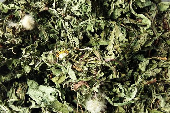 女生长期喝蒲公英的危害，湿气重的人能喝蒲公英吗